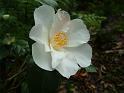 Camellia Dr Colion Crisp